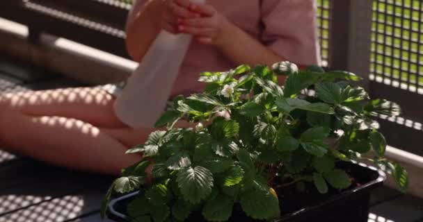 Meisje Spuit Een Aardbeienstruik Het Balkon Aardbeiplanten Balkontuin Biologische Aardbeienoogst — Stockvideo