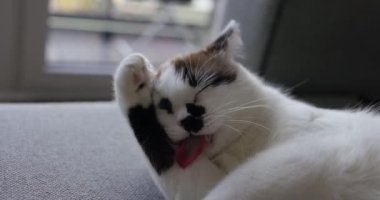 Beyaz kedi gün boyunca kanepede yatar ve pençelerini diliyle yıkar. Hayvan bakımı konsepti.