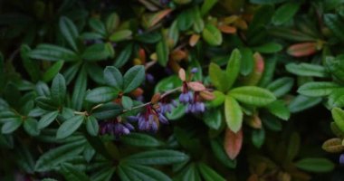Wintergreen Barberry - Latince adı Berberis Julianae