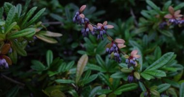 Wintergreen Barberry - Latince adı Berberis Julianae