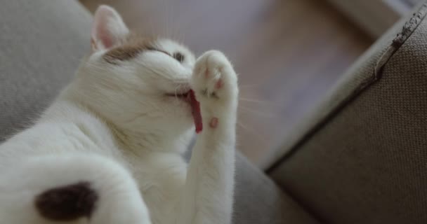 Witte Kat Ligt Overdag Bank Wast Zijn Poten Met Zijn — Stockvideo