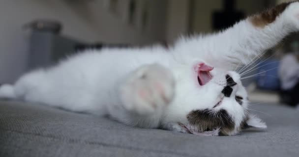Beyaz Kedi Gün Boyunca Kanepede Yatar Uzun Bir Uykudan Sonra — Stok video