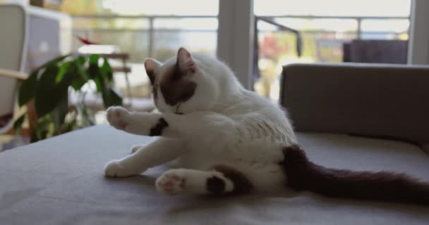 Vit Katt Dagtid Mot Bakgrund Ett Fönster Liggande Soffan Tvättar — Stockvideo