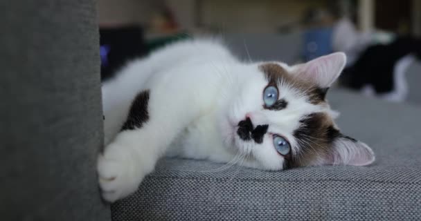 Mooie Blauw Ogige Witte Kat Overdag Rustend Bank Lunch Dierenverzorging — Stockvideo