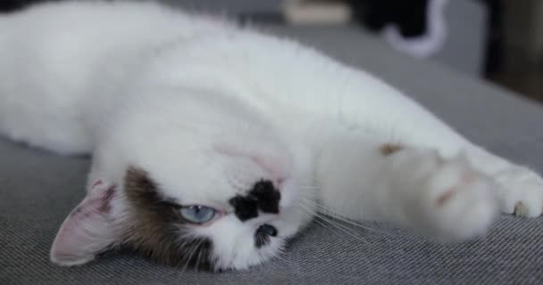 Beyaz Kedi Gün Boyunca Kanepede Yatar Uzun Bir Uykudan Sonra — Stok video