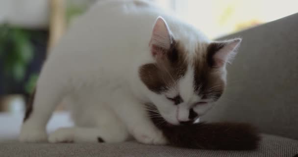 Λευκή Γάτα Που Κάθεται Στον Καναπέ Την Ημέρα Γλείφει Την — Αρχείο Βίντεο