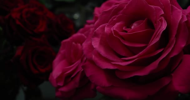 Парку Ростуть Великі Садові Троянди Тло Букетів Квітів Червоні Троянди — стокове відео