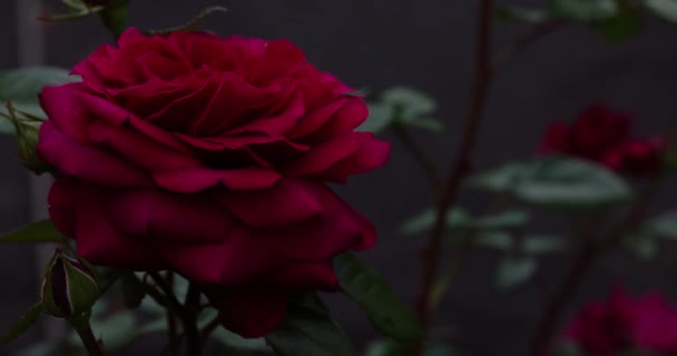 Parku Rosną Duże Róże Ogrodowe Tło Bukietów Kwiatów Czerwone Róże — Wideo stockowe