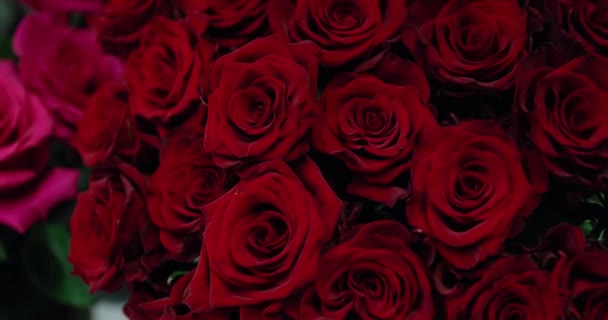 Hintergrund Sind Blumensträuße Rote Rosen Design Valentinstag Großer Schöner Garten — Stockvideo