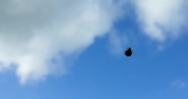 Buburuză Târăște Lungul Ferestrei Începutul Primăverii Trezirea Naturii Martie Aprilie — Videoclip de stoc