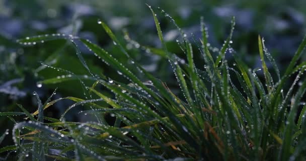 Morgenlandschaft Vor Dem Hintergrund Getrockneter Pflanzen Hintergrundvideo — Stockvideo