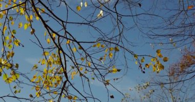 Sonbahar ağacı gökyüzünü geride bırakır. Sarı akçaağaç yapraklarının altın sonbahar arkaplanı. Sonbahar mevsiminin sıcak zamanlarının açık hava manzarası..