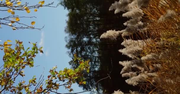 Podzimní Krajina Rákos Řeka Jasné Přírodní Pozadí Západem Slunce Selektivní — Stock video