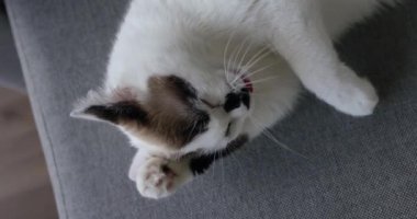Beyaz kedi gün boyunca kanepede yatar ve pençelerini diliyle yıkar. Hayvan bakımı konsepti.