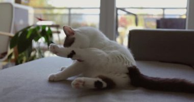 Gündüz vakti bir pencerenin arka planına dayanan beyaz kedi kanepede uzanır ve pençelerini diliyle yıkar. Hayvan bakımı konsepti.