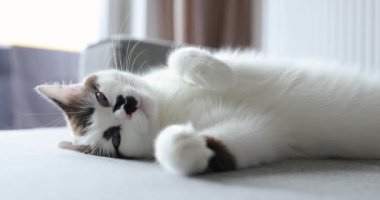 Gün boyunca kanepede yatan beyaz kedi uzun bir uykudan sonra mavi gözlerini açar. Hayvan bakımı konsepti.