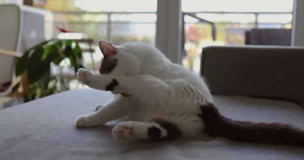 Vit Katt Dagtid Mot Bakgrund Ett Fönster Liggande Soffan Tvättar — Stockvideo