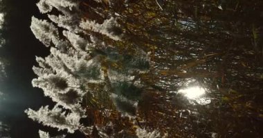 Sonbahar manzarası - sazlık, nehir. Gün batımlı parlak doğal bir arka plan. Plajdaki kuru otların seçici yumuşak odağı, sazlıklar. Dikey video.