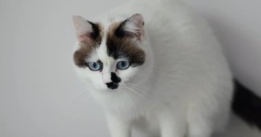 Beyaz bir arka planda beyaz kedi, uzun bir uykudan sonra gündüzleri mavi gözlerini açar. Hayvan bakımı konsepti.