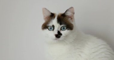 Beyaz bir arka planda beyaz kedi, uzun bir uykudan sonra gündüzleri mavi gözlerini açar. Hayvan bakımı konsepti.