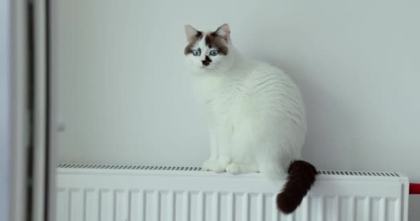 Gatto Bianco Siede Sulla Batteria Concetto Cura Degli Animali — Video Stock