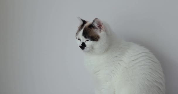 Biały Kot Jasnym Tle Ciągu Dnia Otwiera Swoje Niebieskie Oczy — Wideo stockowe