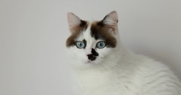 Vit Katt Ljus Bakgrund Dagtid Öppnar Sina Blå Ögon Efter — Stockvideo