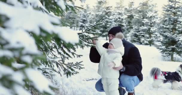 雪の木で息子と一緒に父親は雪を見せ 犬はクリスマスの衣装で近くに立っています — ストック動画