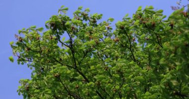 Güzel, yeşil, ilkbahar kestane ağacının tacı. Bahar geldi. Yeşil dallar, güzel, bahar ağacı, mavi gökyüzü manzarası..