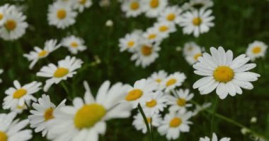 Çiy damlalarındaki papatyalar çimlerin üzerindeki elmaslar gibi parlıyor. Yaprakları rüzgarda sallanıyor, doğanın güzelliğini açığa çıkarıyor. Güzel papatya tarlası. Yağmurlu hava.