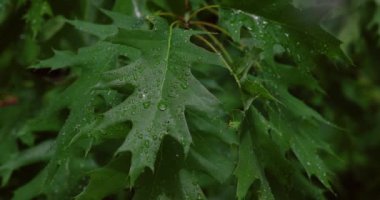 Taze, yeşil meşe yaprakları ve küçük, parlak çiğ damlaları. Doğanın güzelliği.