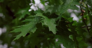 Taze, yeşil meşe yaprakları ve küçük, parlak çiğ damlaları. Doğanın güzelliği.