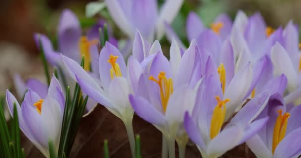 番红花 美丽的春花 开着生机勃勃的花朵 花瓣在紫色的阴影下生机勃勃 花在漫长的冬天之后 带着春天的气息 — 图库视频影像