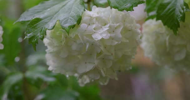 White Beautiful Flowers Green Fresh Leaves Covered Dewdrops Rainy Weather — Stock videók