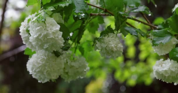 White Beautiful Flowers Green Fresh Leaves Covered Dewdrops Rainy Weather — Stock videók