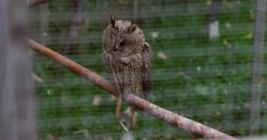 Kahvaltıda oturan büyük, güzel baykuş. Etrafına bir şeyler yerleştiren güzel gözleri. Doğanın güzelliği.
