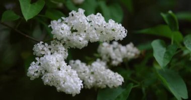 Görkemli, beyaz leylaklar narin renklerde çiçek açarlar. Arkaplanda zarif bir şekilde sallanarak hayranlık atmosferi oluştururlar. Güzel doğa..
