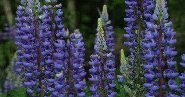 Yavaş çekim, gün batımında lupinli vahşi alan. Vahşi bitkiler yetiştirmek, vahşi doğa konsepti. Mor çiçeğin makro dokusu.