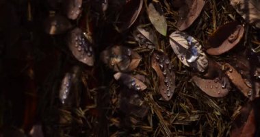 Sonbahar yaprakları ve damlalar. Sonbahar sonbahar arkaplanı. Yapraklar, dökülen yapraklar arka plan.