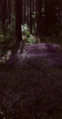 Çiçek açan Calluna vulgaris fundalığı, ling, ya da basitçe fundalık Ormandaki mor çiçeklerin seçici odak noktası, Doğa çiçekleri.