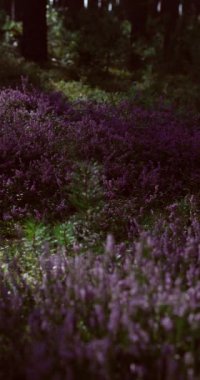 Ormandaki pembe fundalık Calluna vulgaris 'in yakın çekimi. Düşük büyüyen yeşil çalılar, güneş ışığında bozkırlar.