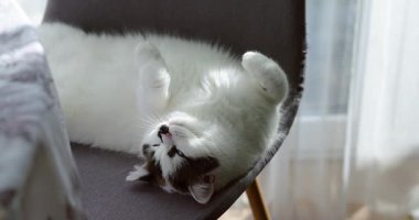 Sıcak bir evin içinde, yumuşak bir koltukta esneyen, esneyen beyaz bir kedi sahnesi. Kediler rahat duruş ve rahat ortam huzurlu bir atmosfer, rahatlama ve evcil bir hayat yaratıyor.