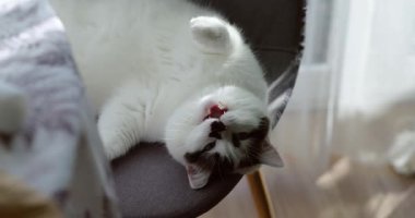 Sıcak bir evin içinde, yumuşak bir koltukta esneyen, esneyen beyaz bir kedi sahnesi. Kediler rahat duruş ve rahat ortam huzurlu bir atmosfer, rahatlama ve evcil bir hayat yaratıyor.