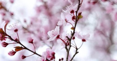 İlkbaharda açmakta olan bir kiraz ağacında, narin pembe çiçeklerin yakın çekimi..