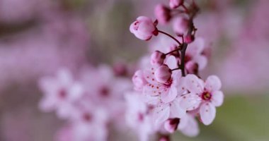 Çiçek açmış bir kiraz ağacında taze pembe taç yapraklarının yakın çekimi, baharın özünü yakalıyor..