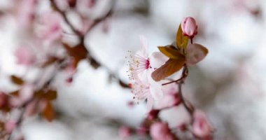 Bahar çiçeklerinin güzelliğini gözler önüne seren canlı kiraz çiçeklerinin detaylı bir çekimi..