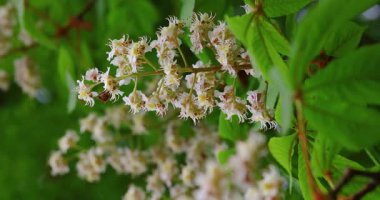 Kestane çiçeklerinin parlak bir bahar gökyüzünde açtığı güzel görüntüler. Hafif bir esinti dalları sallayarak taze ve canlandırıcı bir atmosfer yaratır. Doğa ve ilkbahar projeleri için mükemmel..
