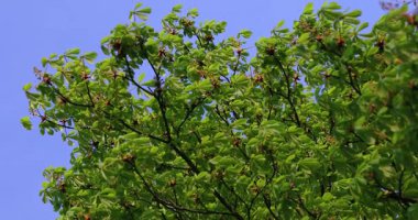 Kestane ağaçlarının çiçek açması sabah güneşiyle aydınlanır. Rahatlama, doğa ve eko-temalı projeler için mükemmel..