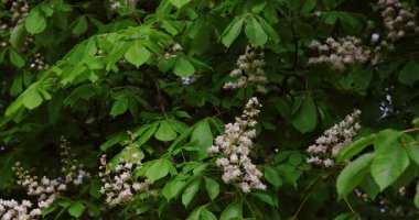 Ormanda çiçek açan kestane ağaçlarının yakın çekimleri. Kamera beyaz ve pembe çiçeklerin doğal güzelliğini yakalar. Doğa, ekoloji ve mevsimsel temalar için ideal.