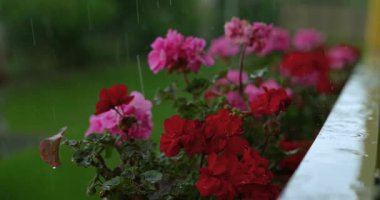 Yağmur damlalarının düştüğü ve yaprakların üzerinde toplandığı kırmızı ve pembe sardunya çiçeklerinin yavaş çekim videosu, canlı renkleri ve su damlacıklarının karmaşık detaylarını vurguluyor..
